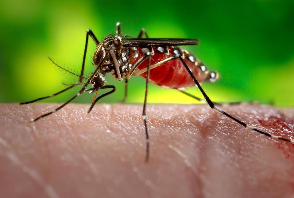 DENGUE ALERT: Causes, Symptoms & Prevention - Southstar Drug